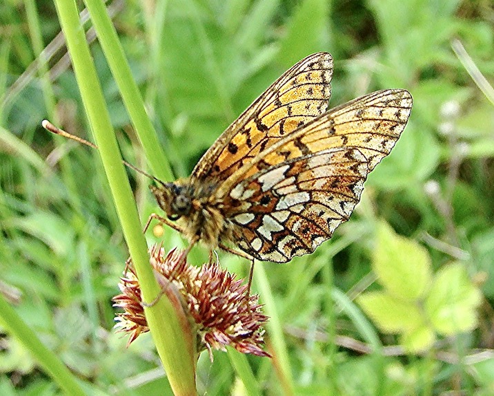 small pearl-bordered fritillary